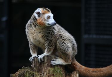 Marsupial standing on a post