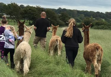 Family leading a group of alpacas 