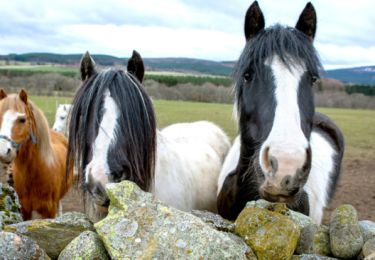 Horses behind a low stone wall