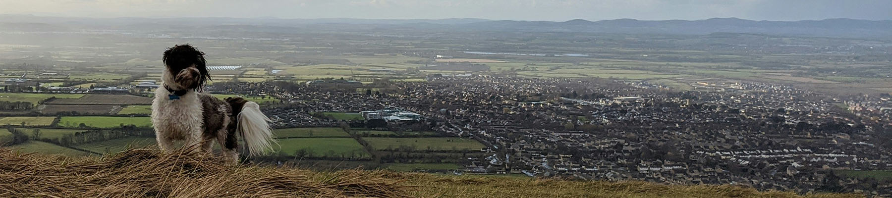 A dog standing on top of a hill overlooking Cheltenham.