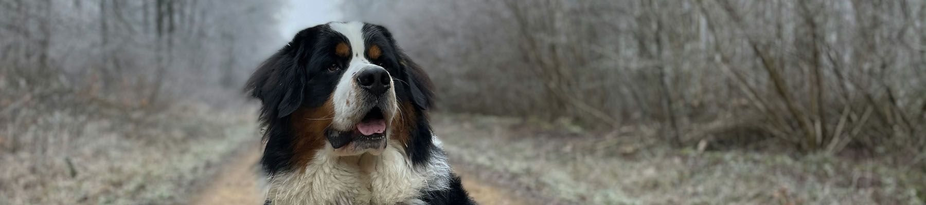 A Bernese Mountain dog sitting on a path in the New Forest.