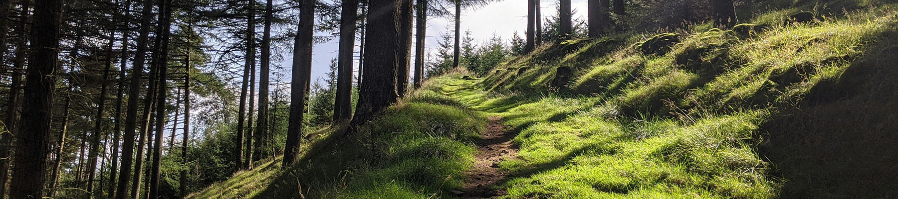 Forest with walking path in the Peak District.