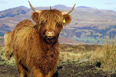 Highland cow in Scotland