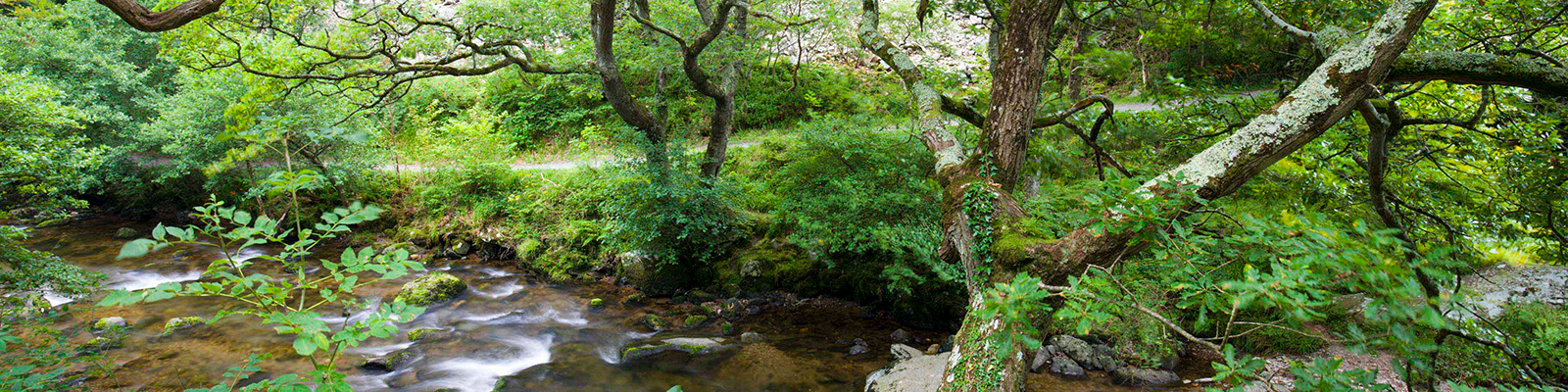 A stream running through a forest.