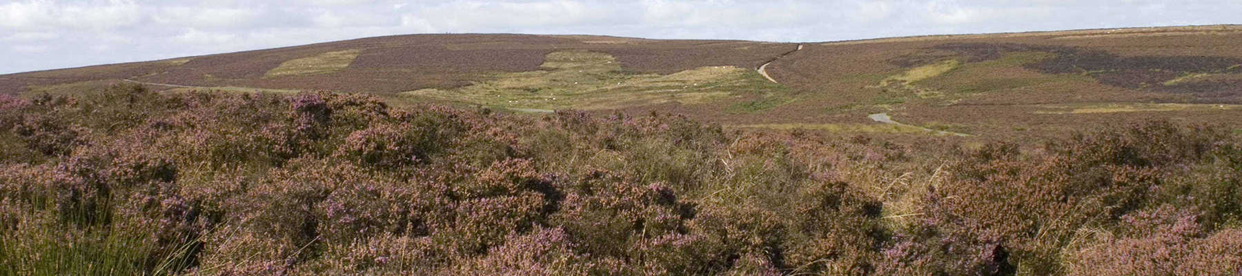 Area image