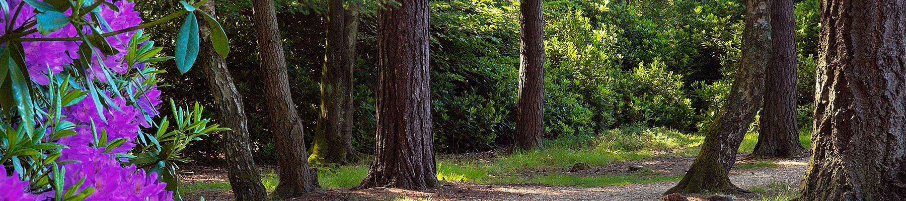 Purple flowers and trees in the New Forest.