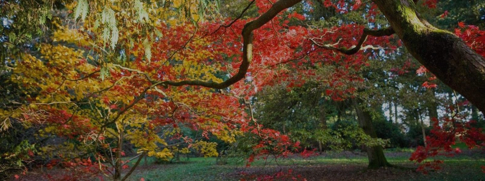 Westonbirt Arboretum