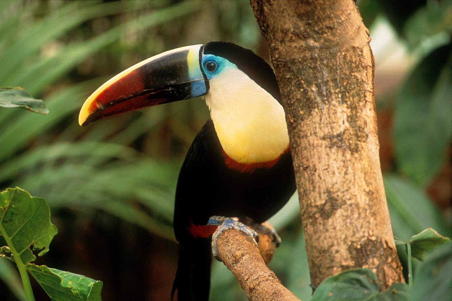 The Living Rainforest