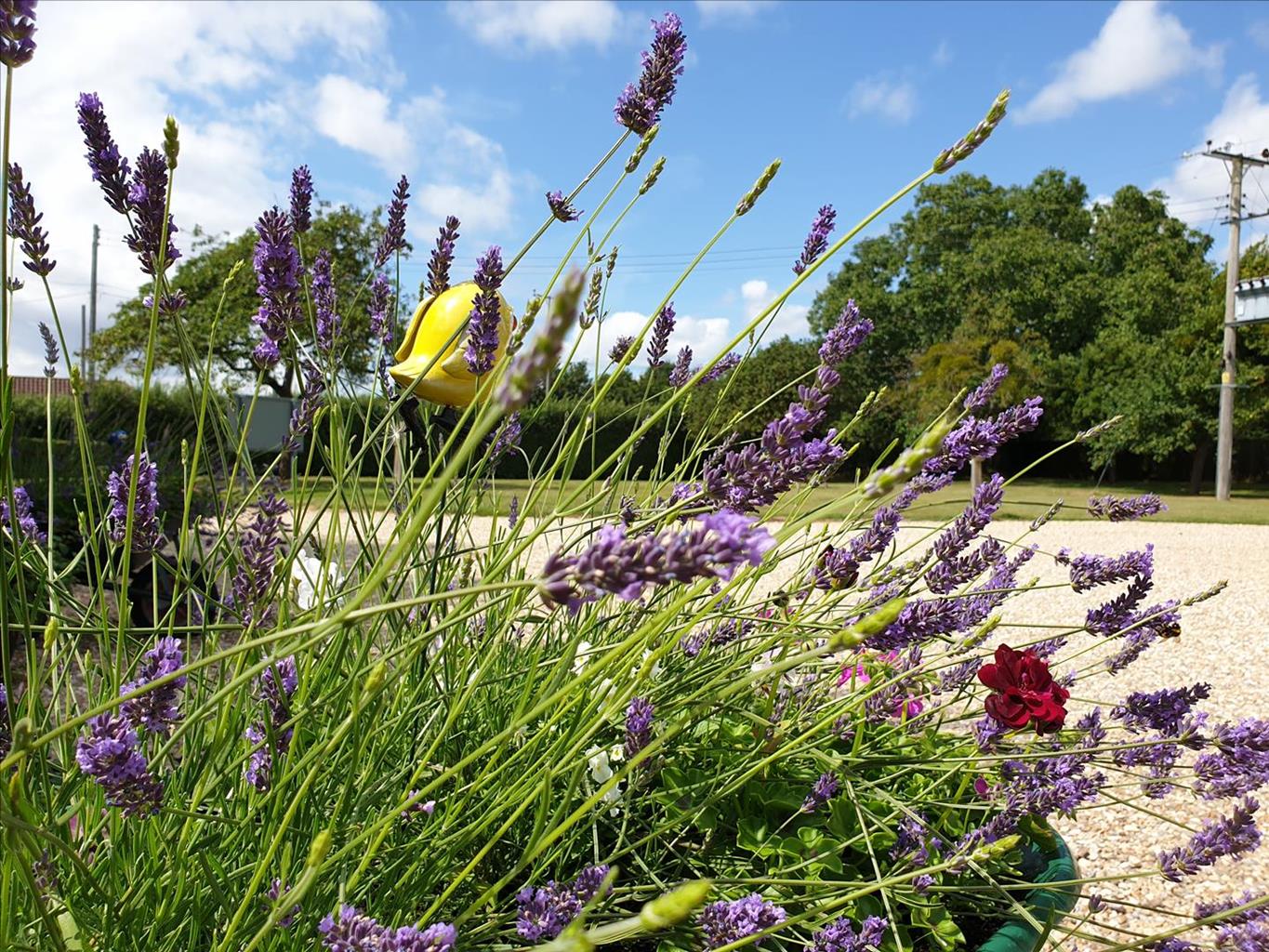 Cornish Farm Touring Park