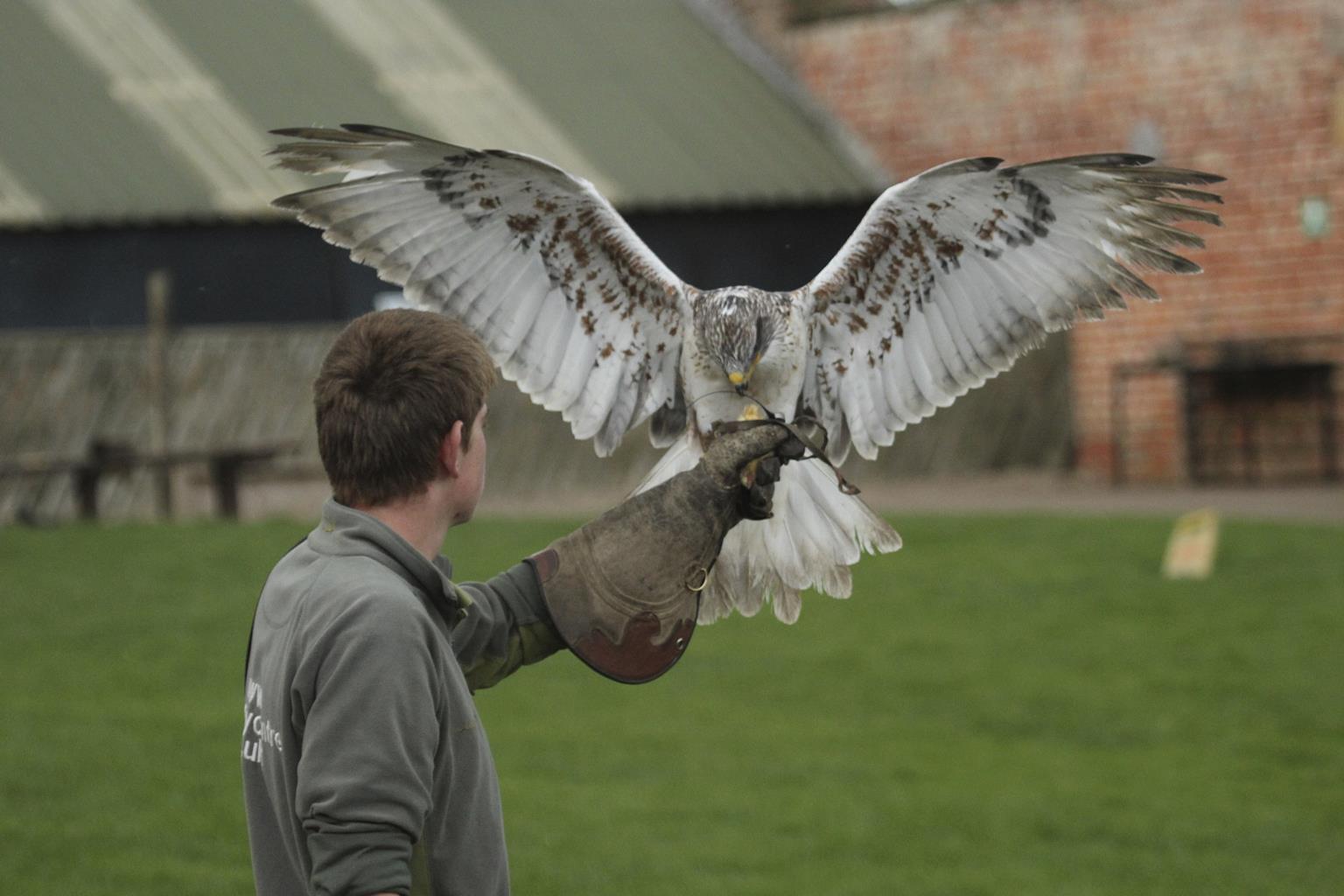 Thirsk Birds of Prey Centre