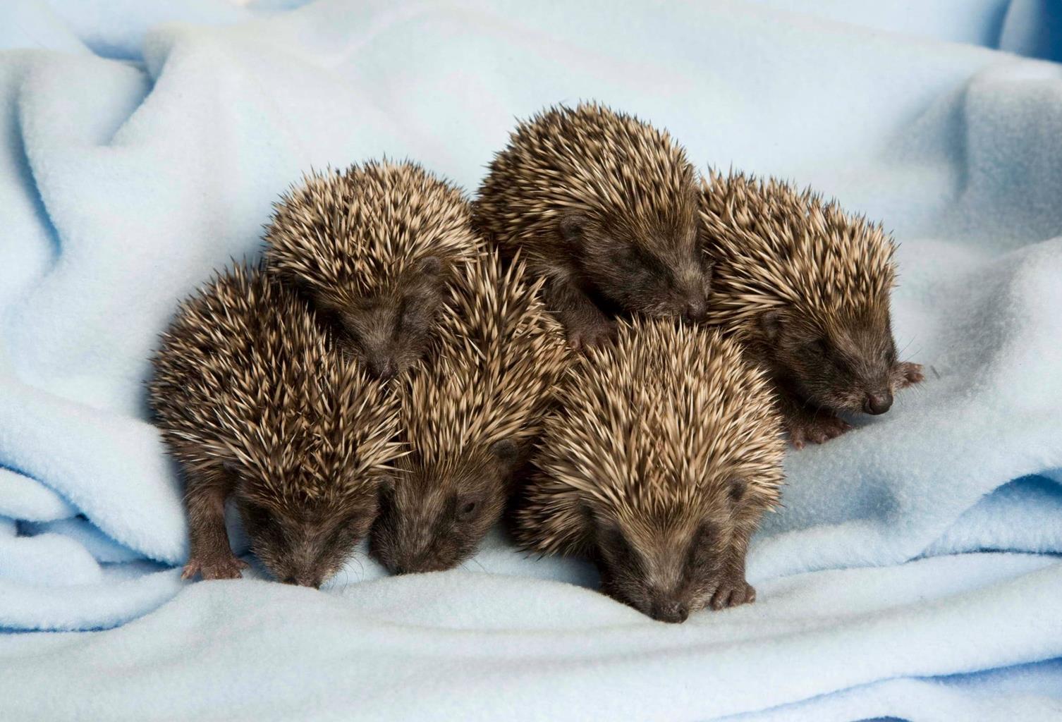 Tiggywinkles Visitor Centre