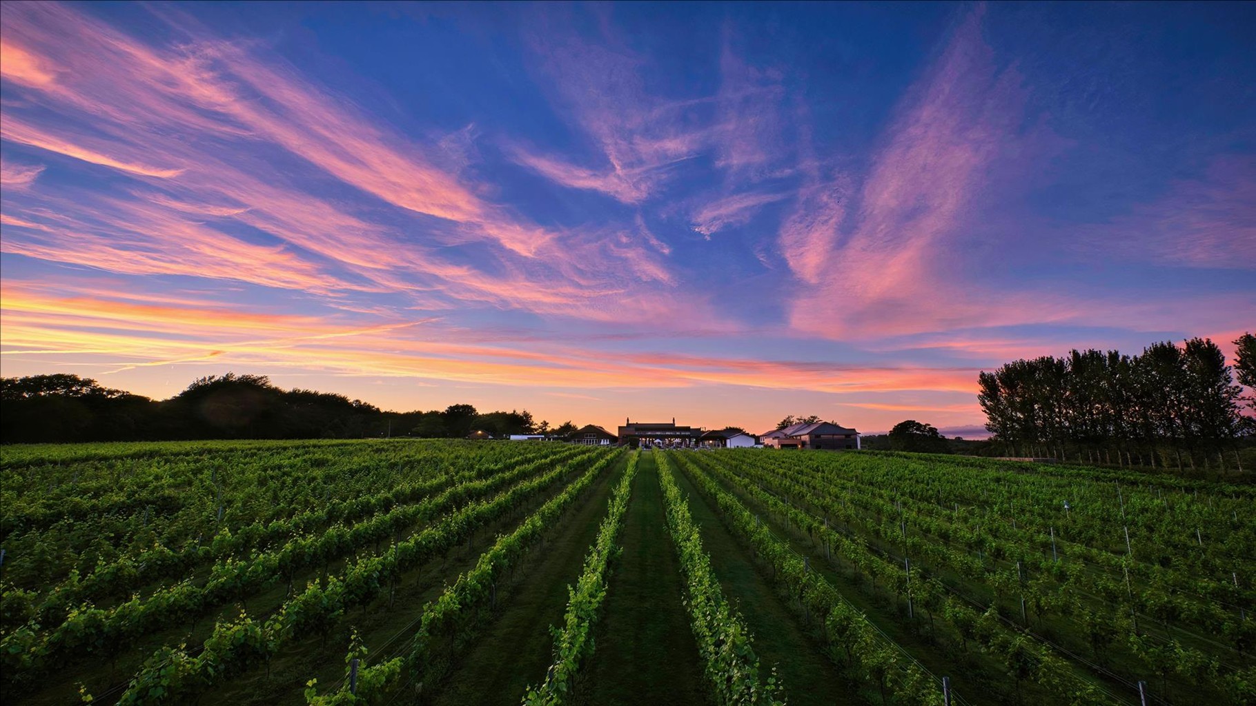 Llanerch Vineyard