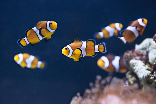 Marine Life Bray
