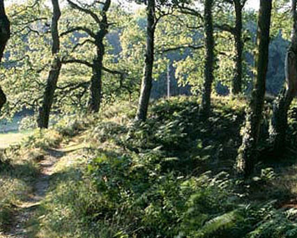 Blackbury Camp