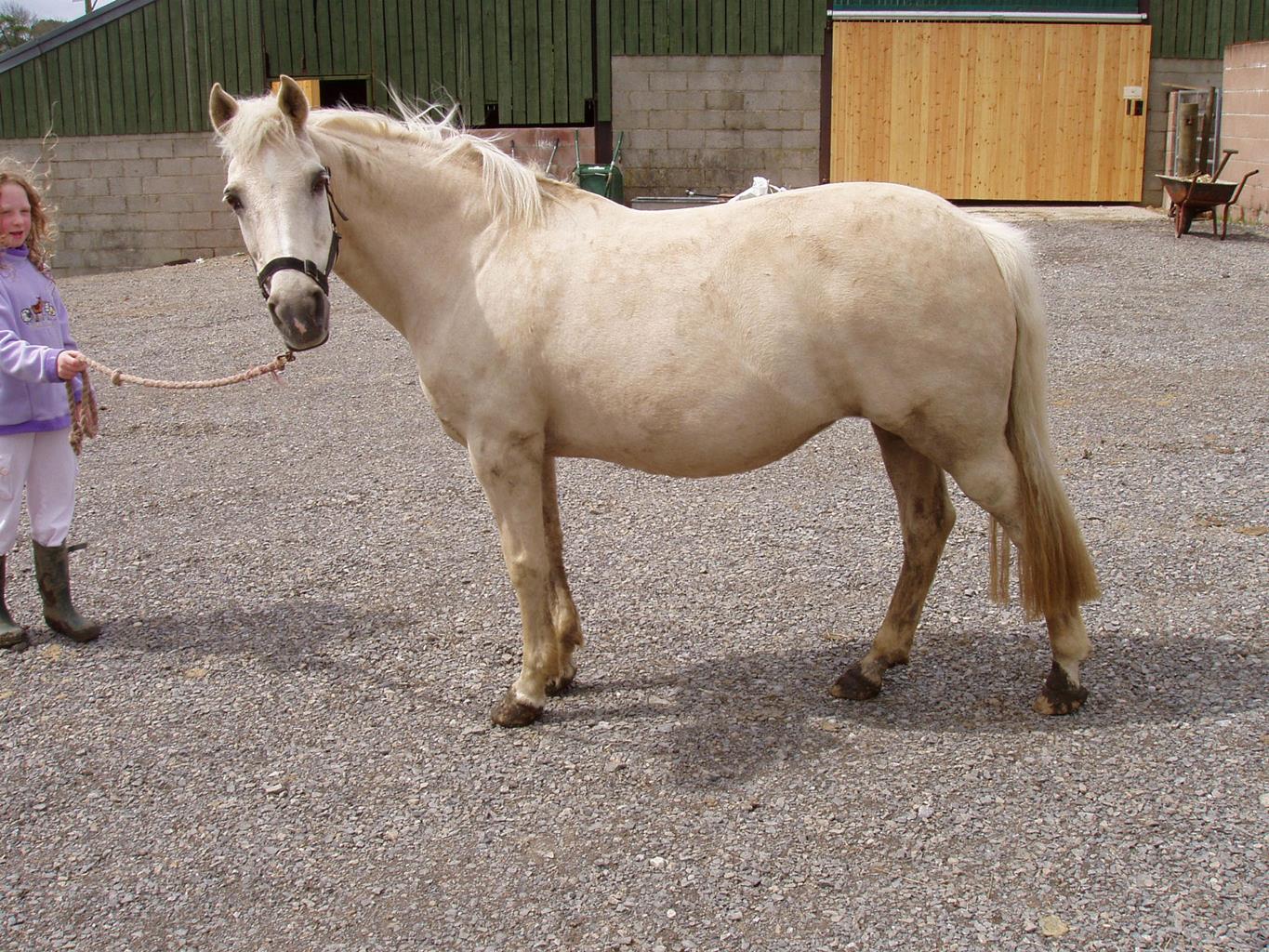 Wensleydale Equestrian Centre
