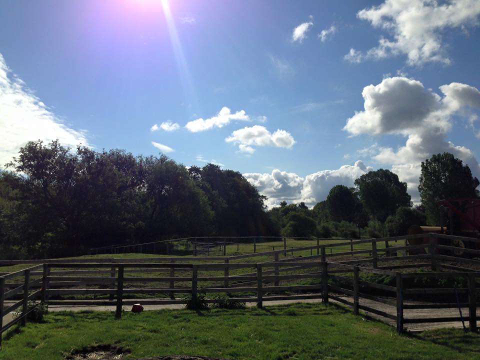 The Big Sheep and Little Cow Farm
