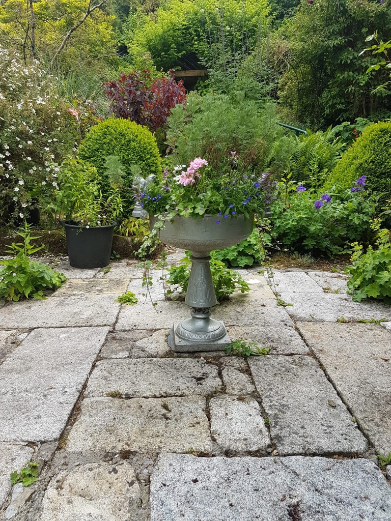 Knockrose