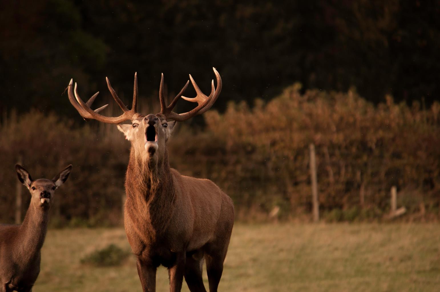The Scottish Deer Centre
