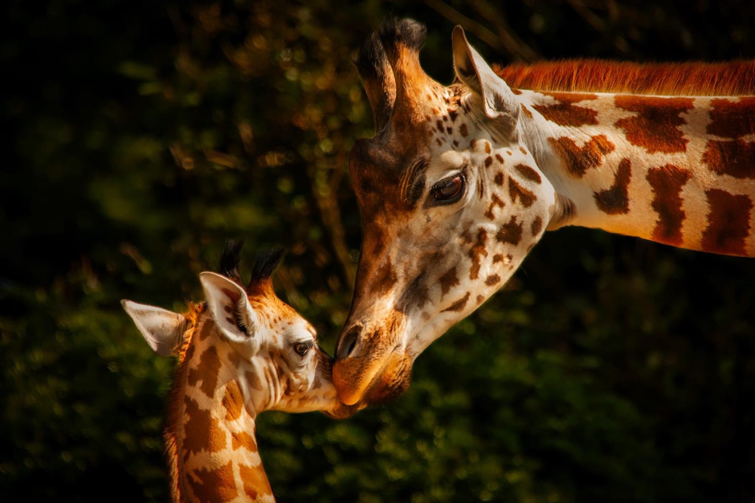 Belfast Zoological Gardens
