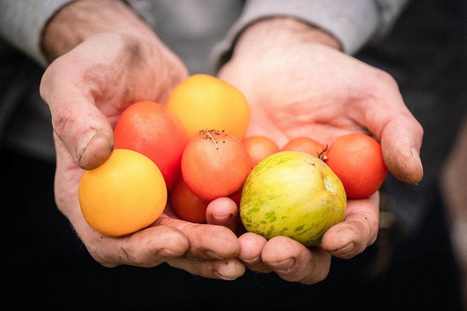 The Cottage in the Wood