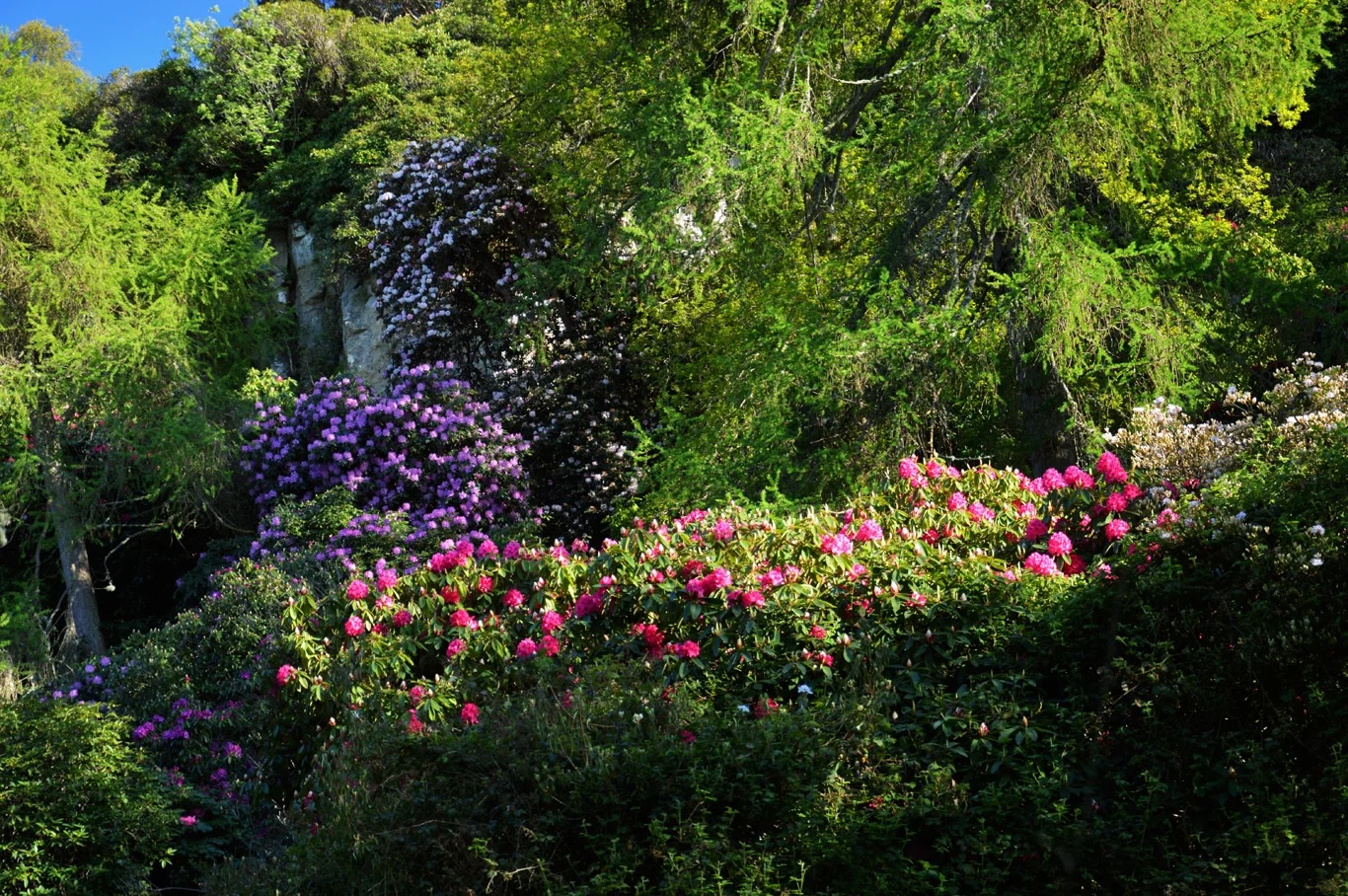 Howth Castle Rhododendron Gardens