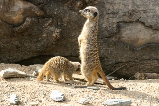 Curraghs Wildlife Park