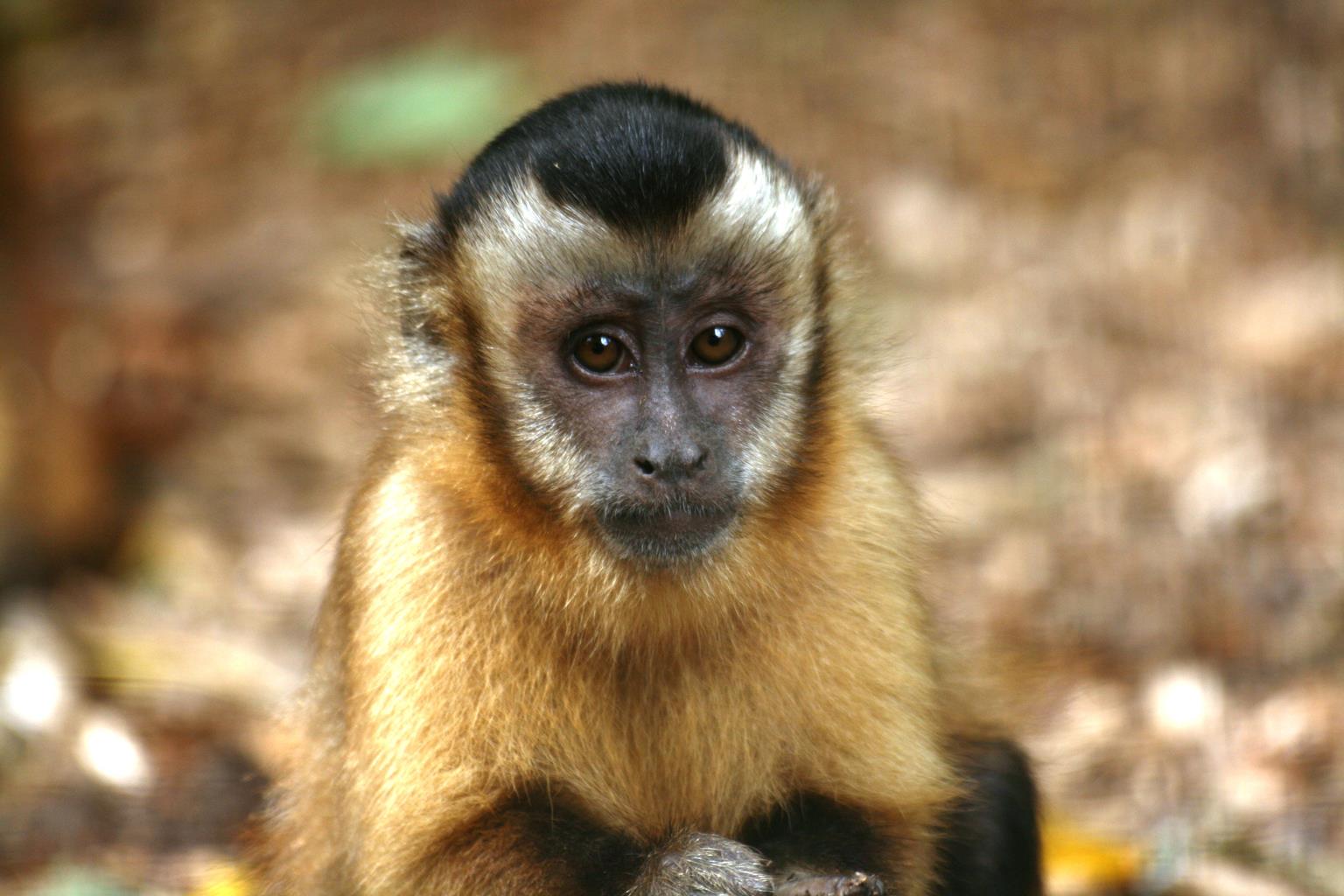 Wild Futures' Monkey Sanctuary