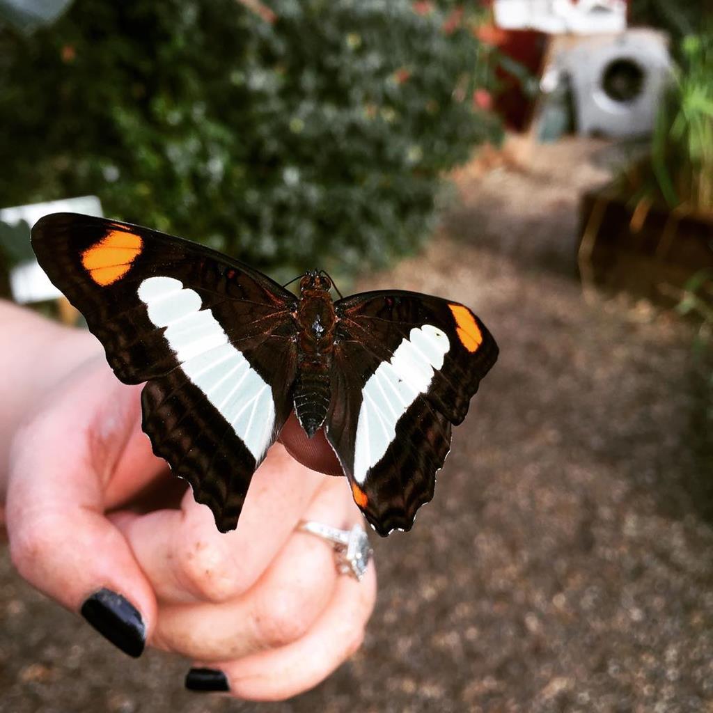 Buckfast Butterflies & Dartmoor Otter Sanctuary