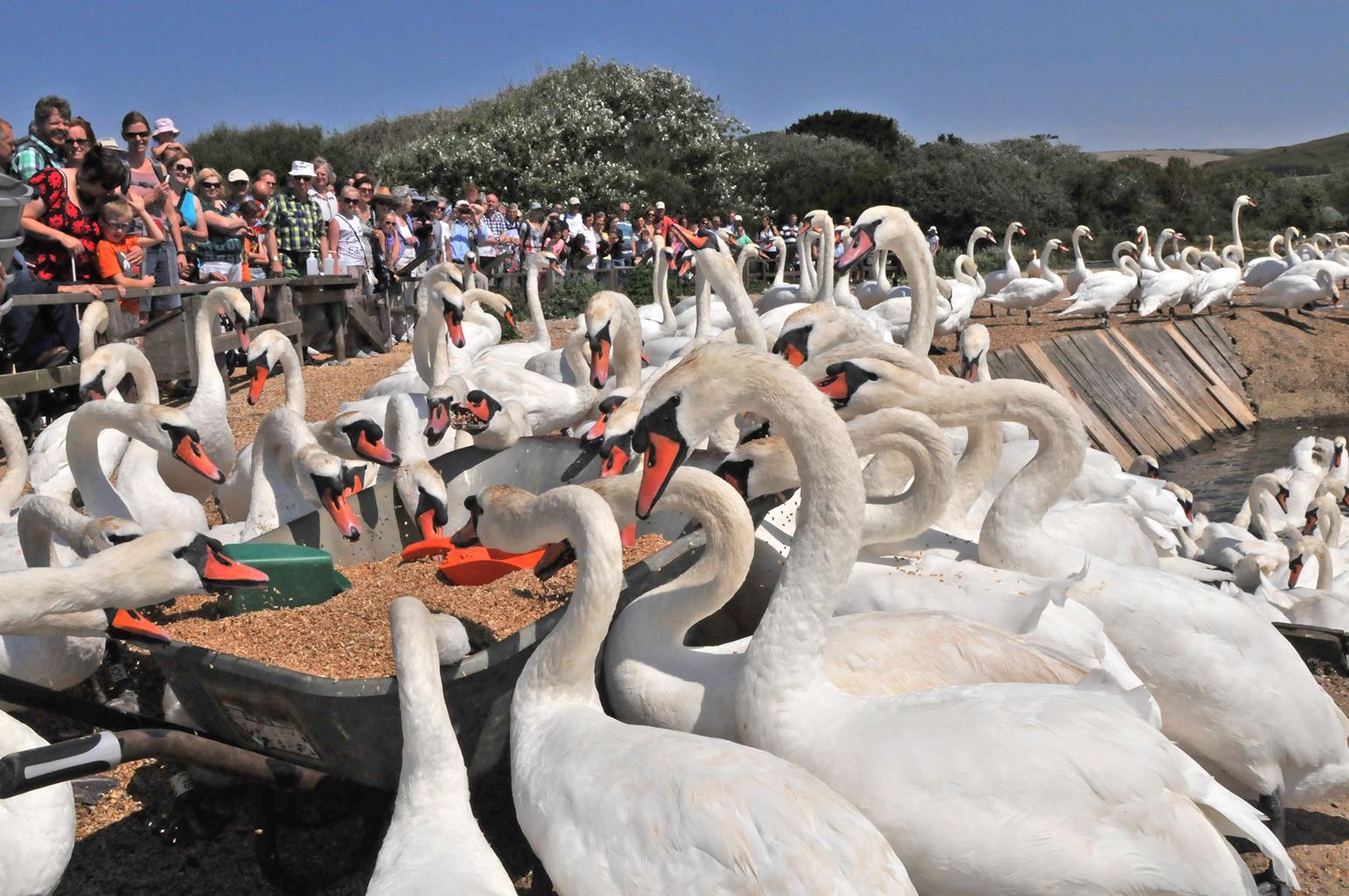 Abbotsbury Swannery