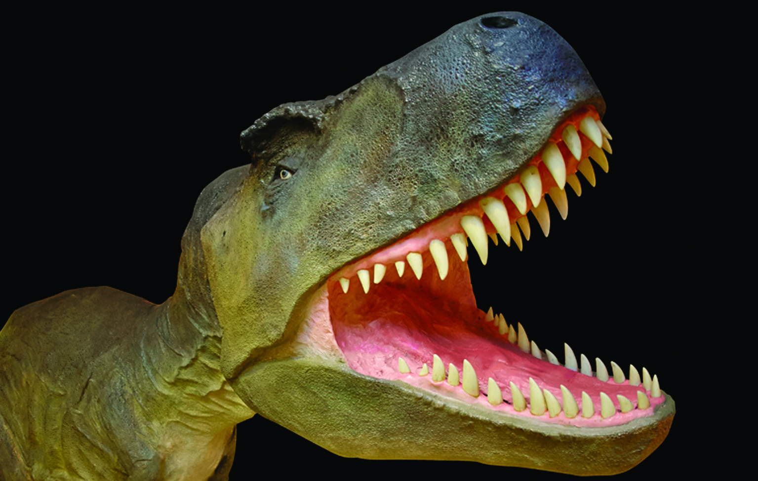 Dinosaur Museum