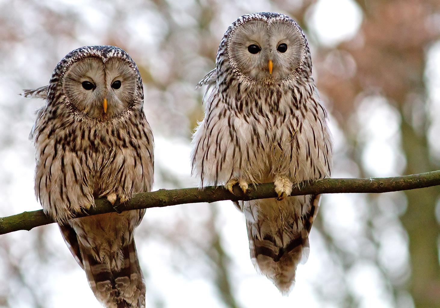 Hawk Conservancy Trust