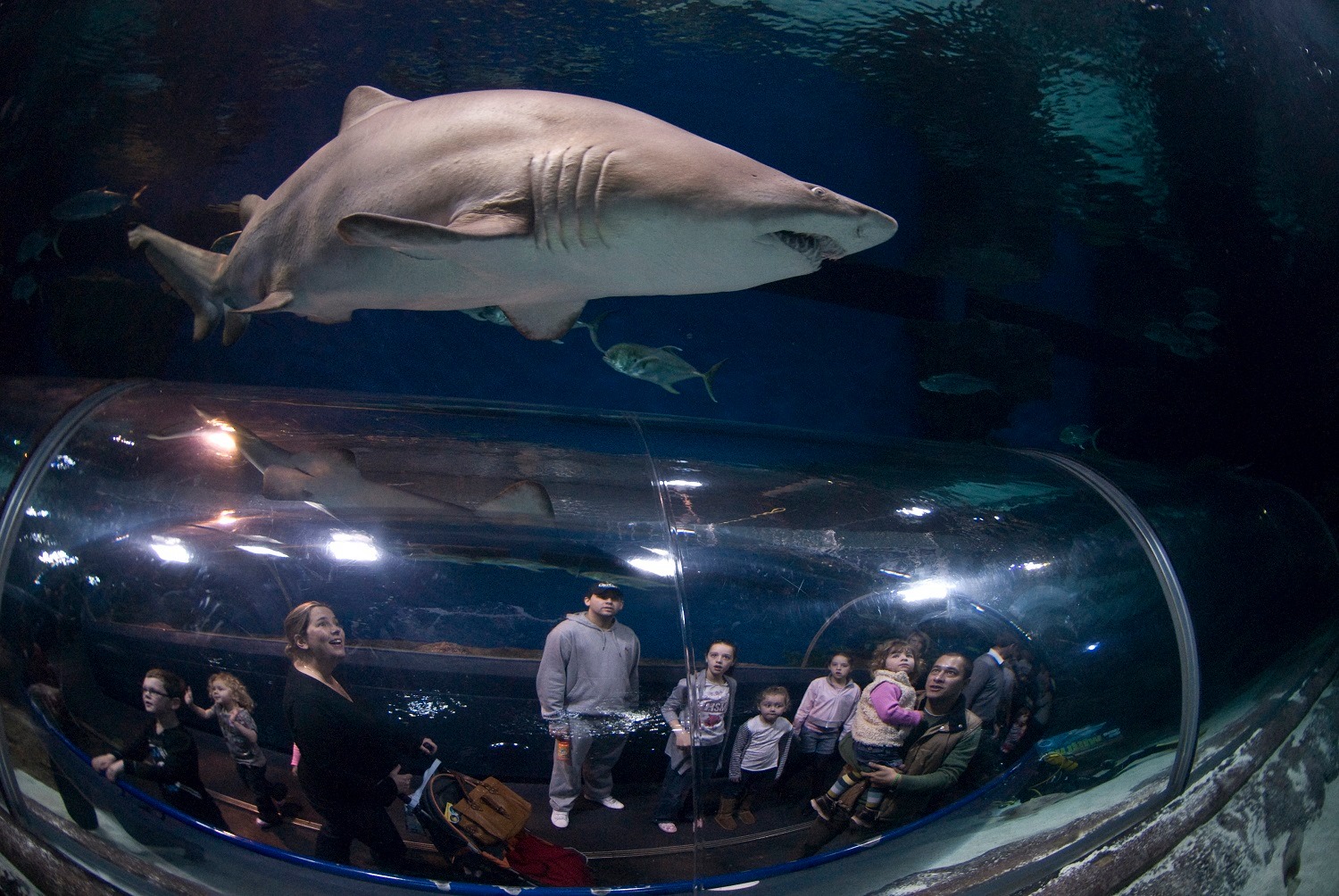 Deep Sea World