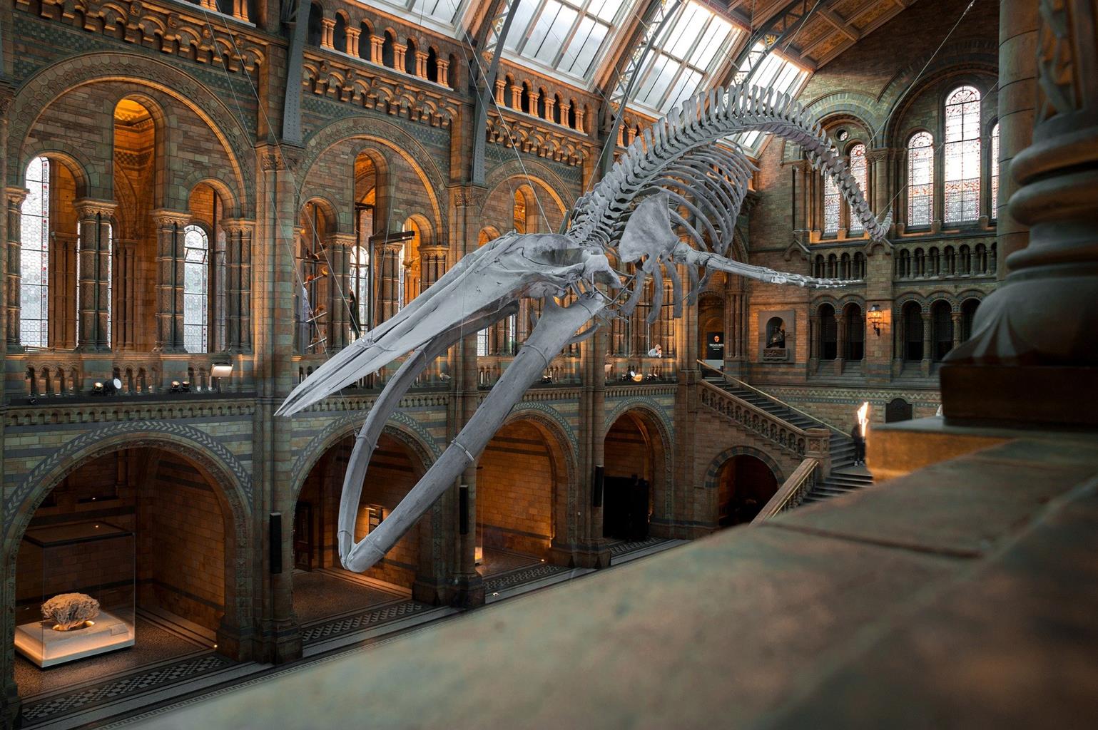 The Natural History Museum