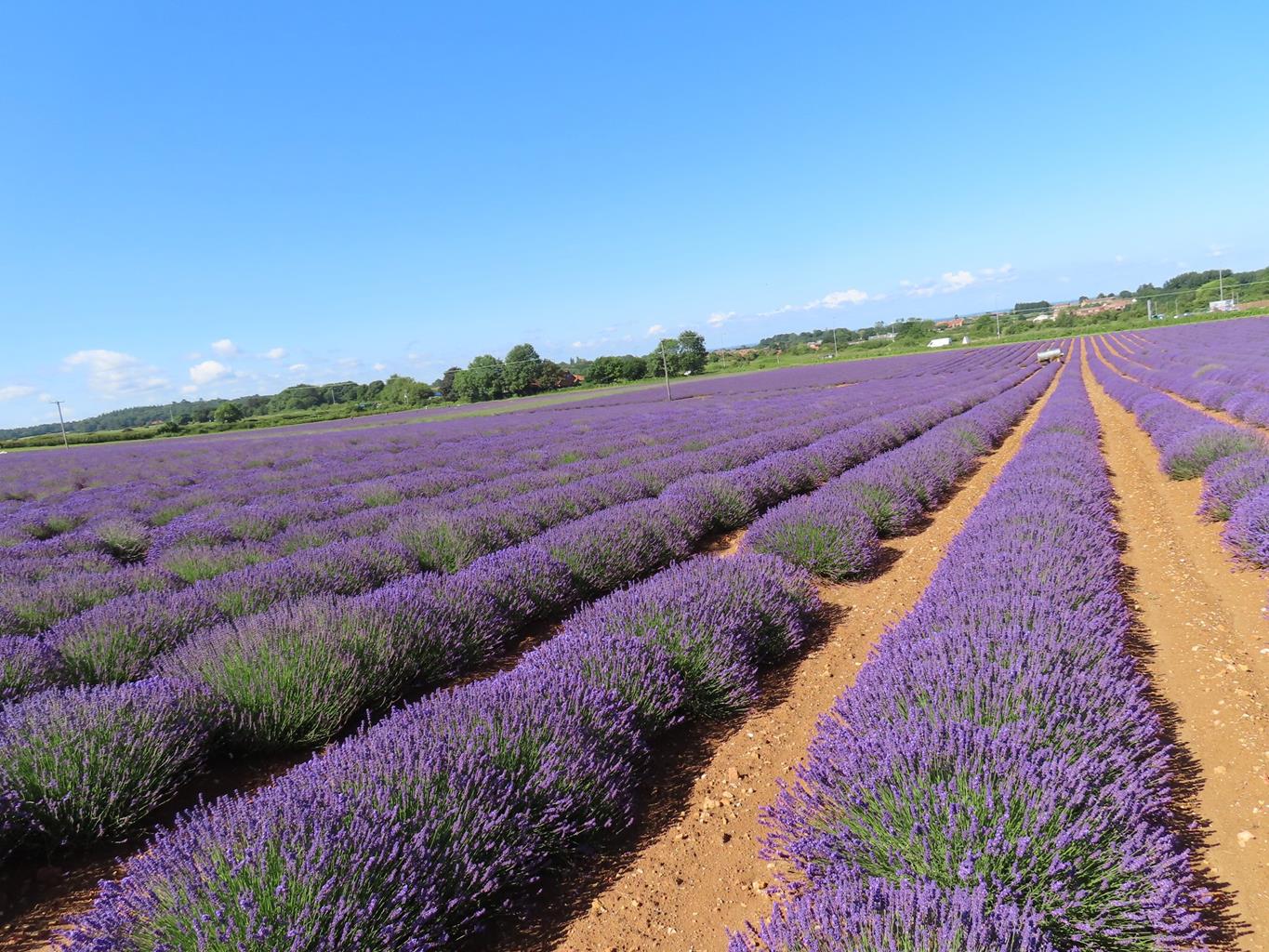 Norfolk Lavender
