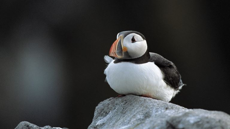RSPB Nature Reserve South Stack Cliffs