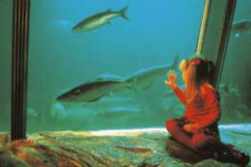 Exploris Aquarium
