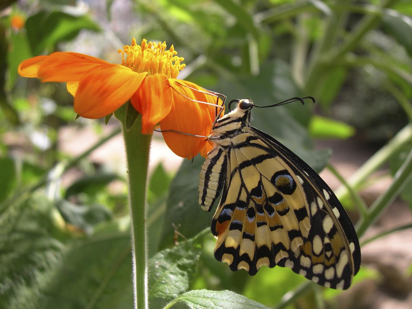 Stratford Butterfly Farm