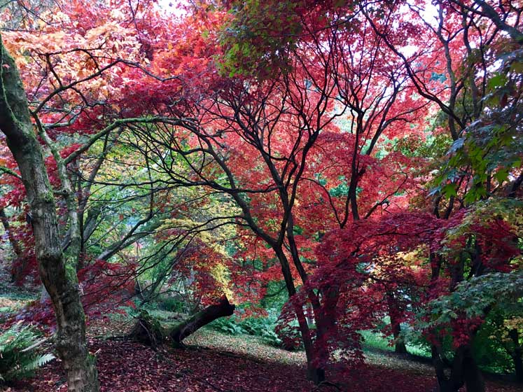 Winkworth Arboretum