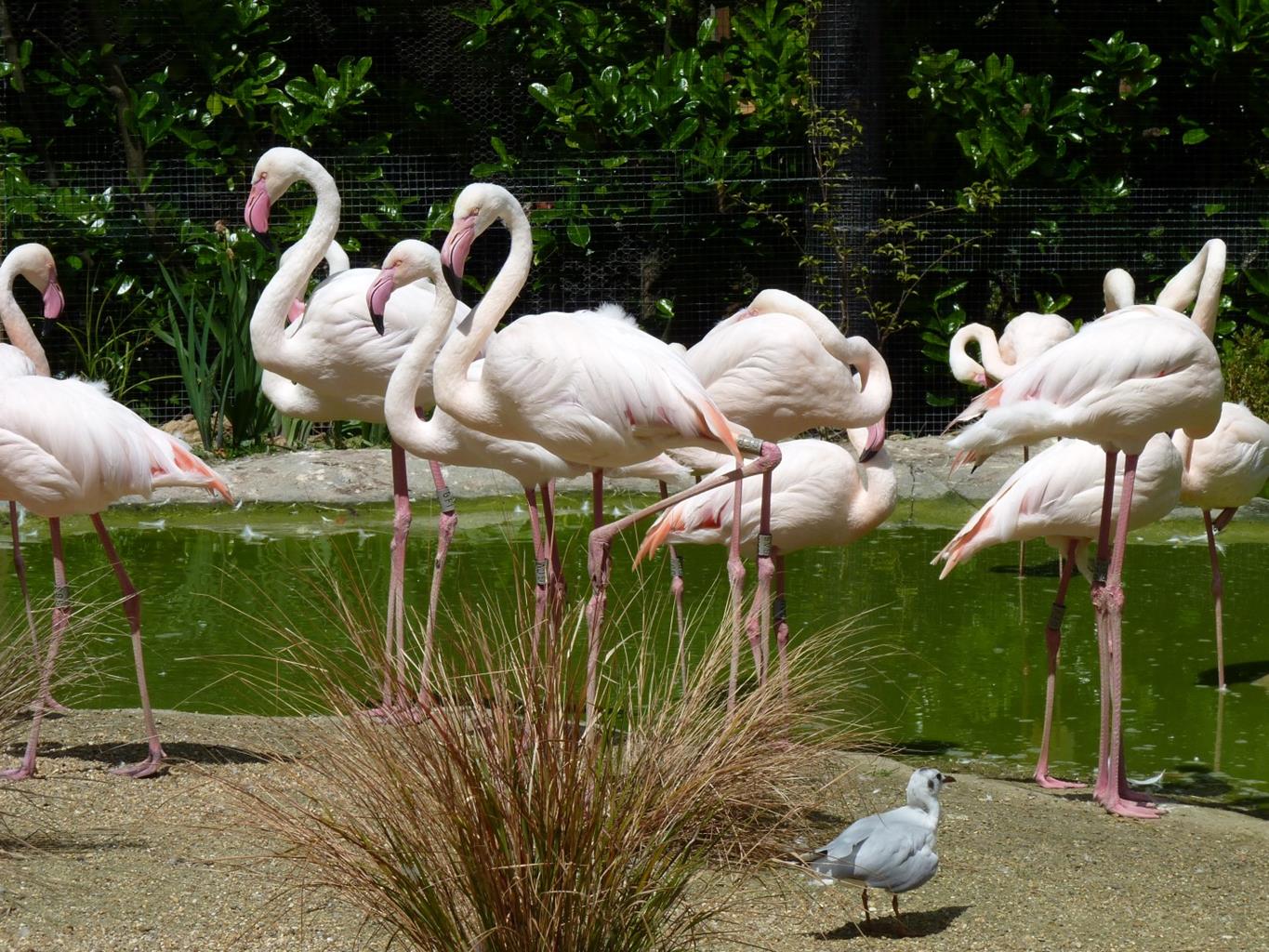 Birdworld