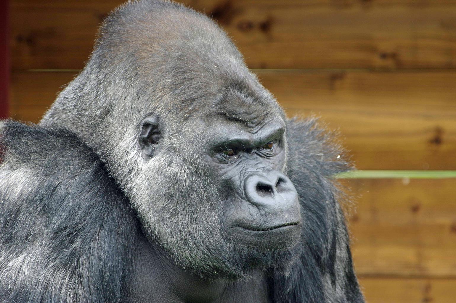 Twycross Zoo