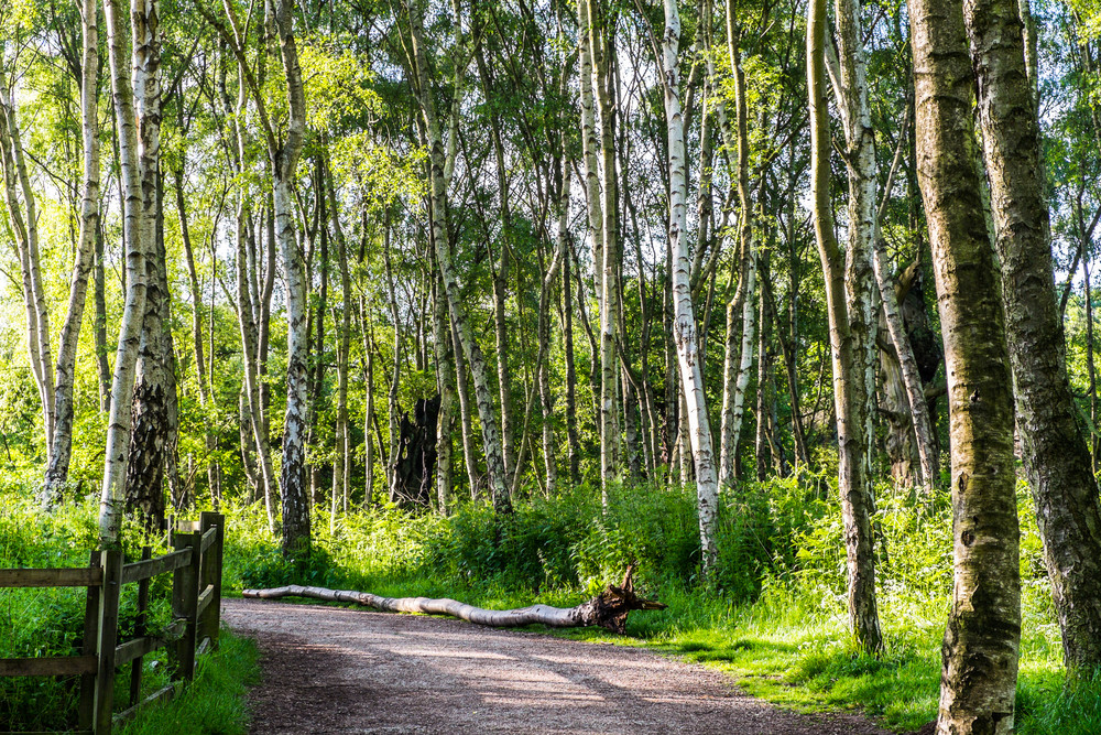 Sherwood Forest Country Park & Visitor Centre