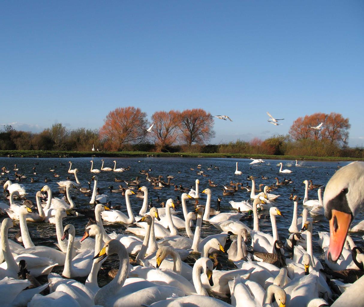 WWT Caerlaverock Wetland Centre