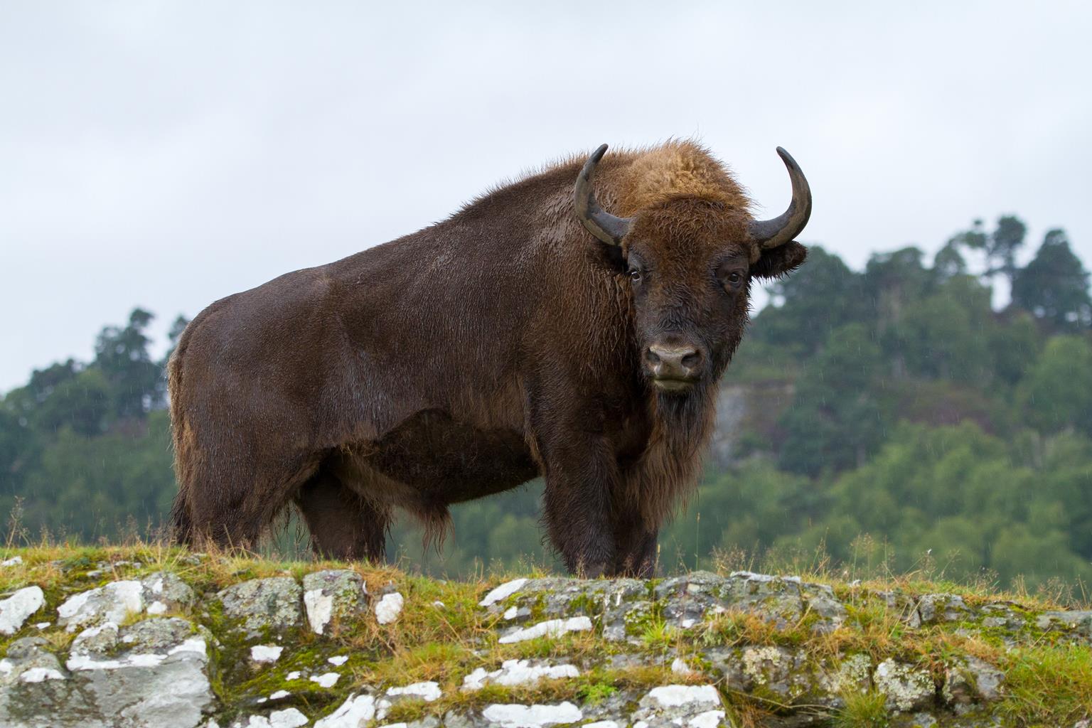Highland Wildlife Park