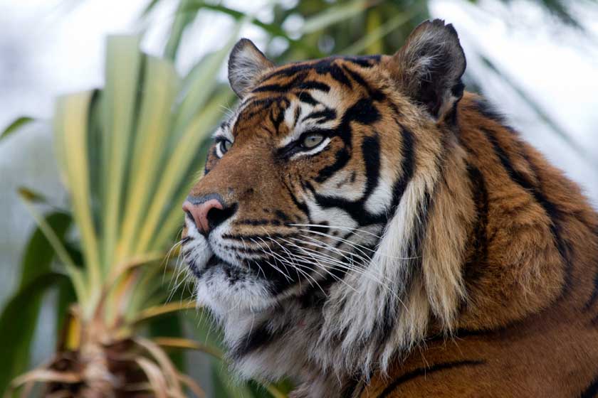 RZSS Edinburgh Zoo