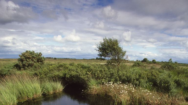 RSPB Campfield Marsh