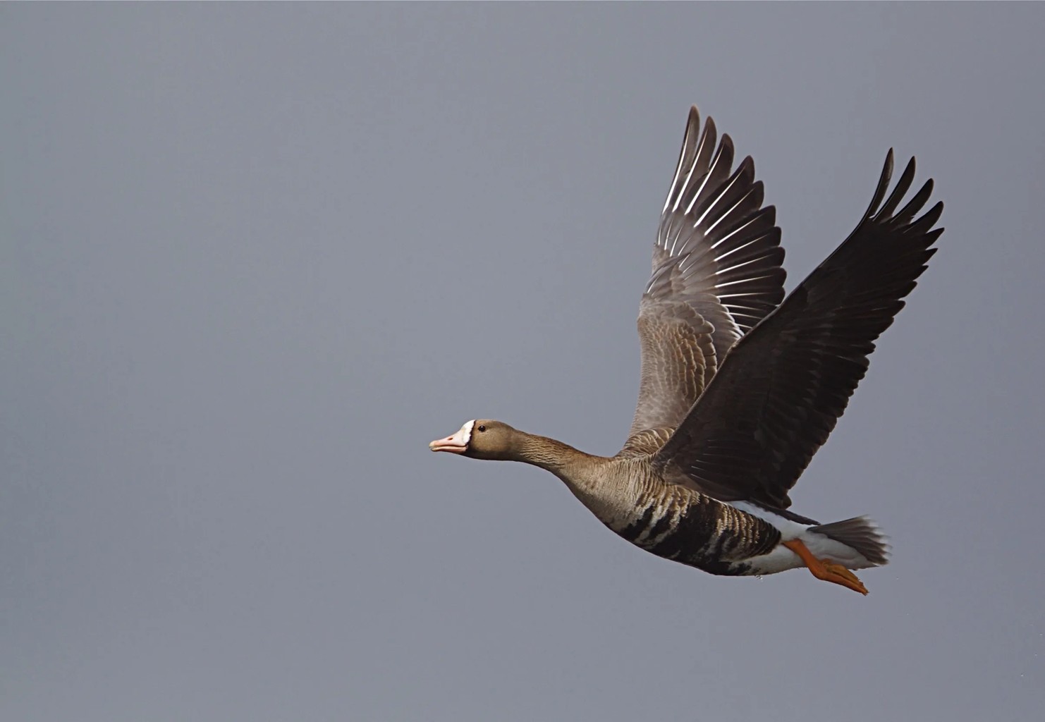 RSPB Loch na Muilne
