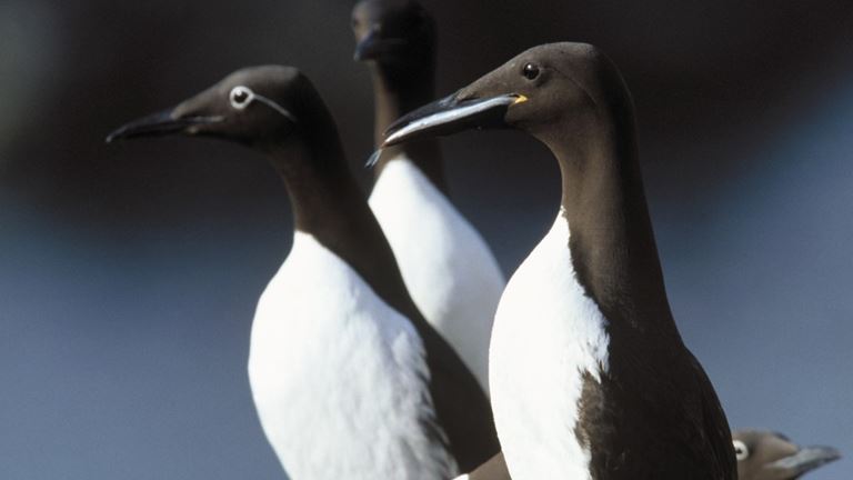 RSPB Ramsey Island Nature Reserve