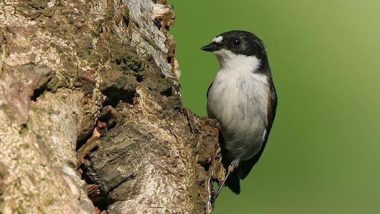RSPB Gwenffrwd-dinas