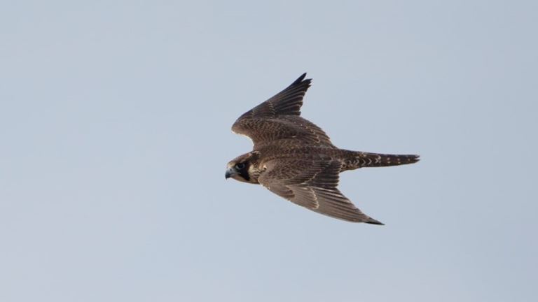 RSPB St Aidan's Nature Park