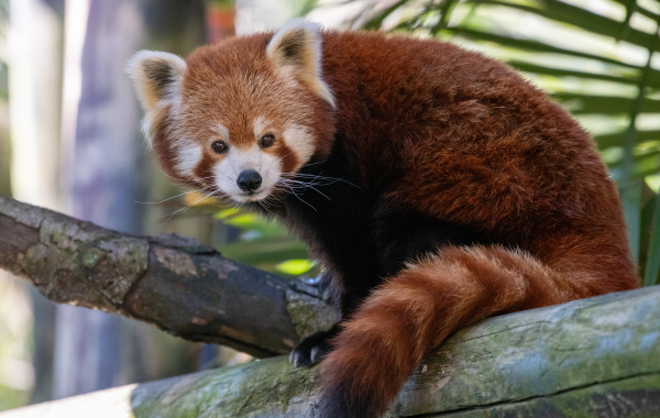 Colchester Zoological Society